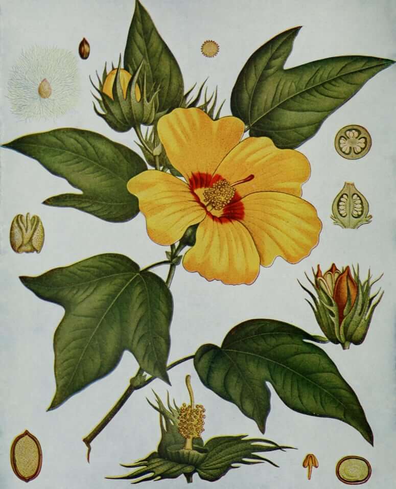 Хлопок Pima (Gossypium barbadense)